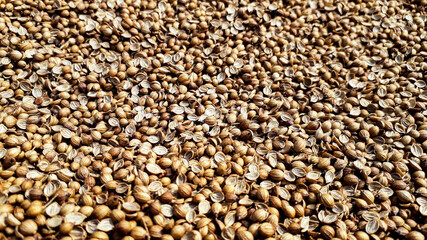 beautiful dried coriander seed background