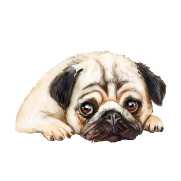 Watercolor illustration of a cute pug dog, pug lying down, big-eyed dog
