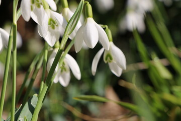Fototapeta premium Schneeglöckchen, Galanthus, Galanthus nivalis, erster Frühlingsbote, die weißen Blüten blühen im Spätwinter und zu Beginn des Frühlings