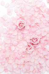 Background of delicate pink rose petals and buds closeup