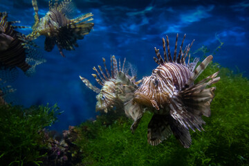 Lionfish (dendrochirus zebra), fish in an aquarium