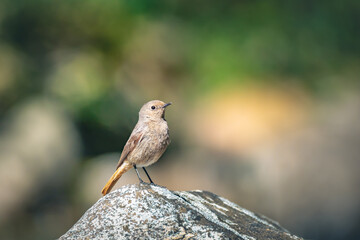 Common redstart on a rock isolated on blurred background