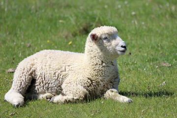 Romneyschaf / Romney sheep / Ovis.