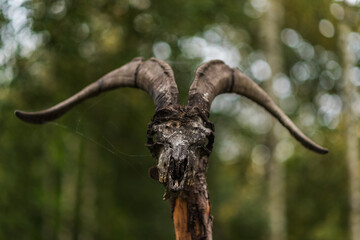 Ram skull on a pole in the forest