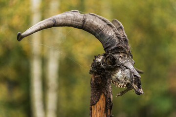 Ram skull on a pole in the forest