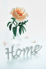 Single yellow, pale orange peony flower in trendy modern glass vase on white table. Wooden text Home and petals on off white table. Natural light, shadows.