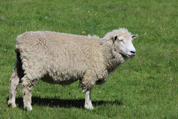 Romneyschaf / Romney sheep / Ovis