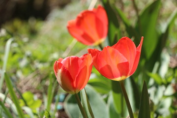 Frühlingsblumen, rote Tulpen