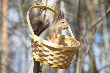 European squirrel in the basket. Sciurus vulgaris. 