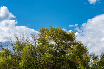 Green trees under a blue sky with white fluffy clouds