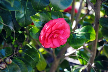 Close up of a single red Camellia flower against green foliage