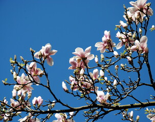 White and pink flowers on bare branches of the lilytree or Yulan or Chinese magnolia (Magnolia denudata), native to central and eastern China against a deep blue sky