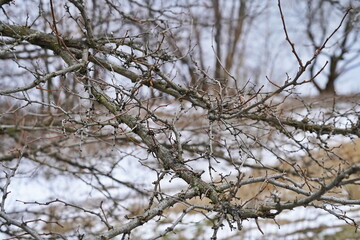 Tree in winter - branches without leaves against the snow