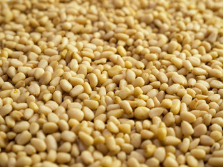 Pine nuts background. Unshelled cedar seeds, closeup