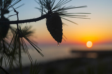 Silhouette of pine tree branch with cone and drops of tar at sunset, Vir island, Croatia