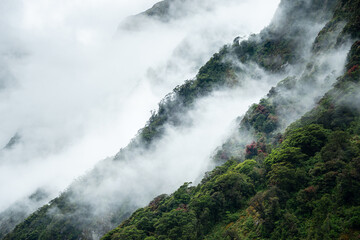 Layers of mountains in the mist with red flowers covering Southern Rata forest in Milford Sound, New Zealand