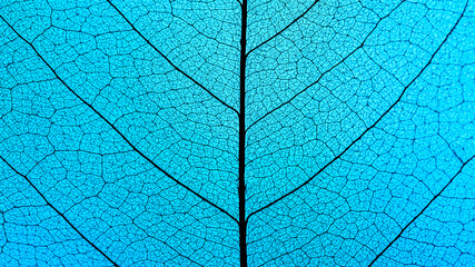 Obraz na płótnie Canvas Macro Photography of a dry magnolia leaf on a blue background. Skeleton leaf texture.