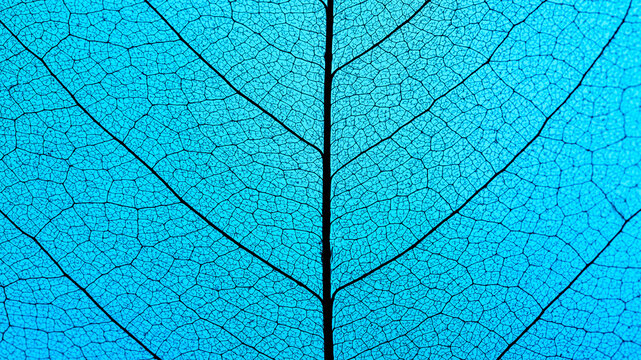 Macro Photography of a dry magnolia leaf on a blue background. Skeleton leaf texture.