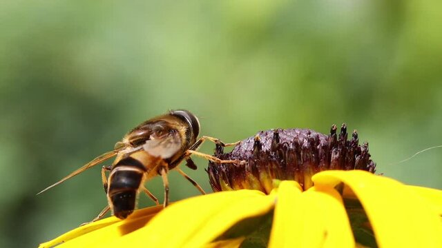 A flying hoverfly sits on a yellow flower in the summer garden, macro view.
