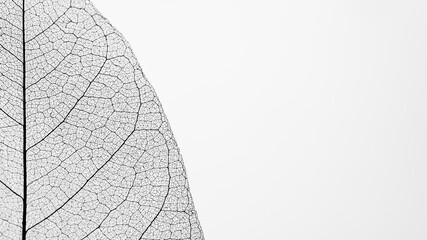 Macro Photography of a dry magnolia leaf on a white background. Skeleton leaf texture. - obrazy, fototapety, plakaty