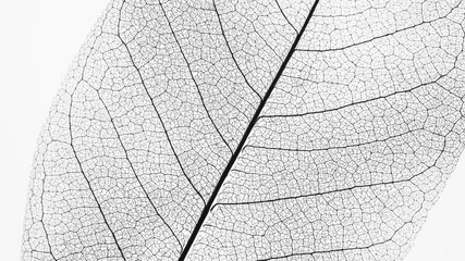 Macro Photography of a dry magnolia leaf on a white background. Skeleton leaf texture.