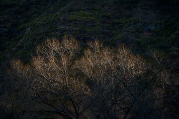 upper part of a tree subtly illunated by the sun