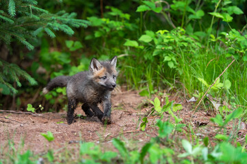 Red Fox (Vulpes vulpes) Kit Trots Out of Den Summer
