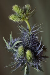 Beautiful background with blue thistles, Eryngium Planum	