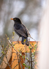 This bird was spying on me I.