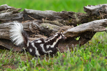 Eastern Spotted Skunk (Spilogale putorius) Looks Up Along Side of Log Summer