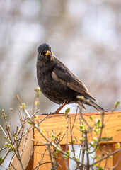 This bird was spying on me II.