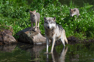 Grey Wolf (Canis lupus) Standing in Water and Pups Look Out From Island Summer
