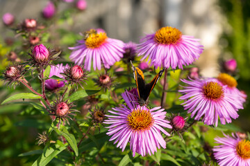 Obraz premium Pink aster flowers and butterfly turtle collects nectar with its proboscis