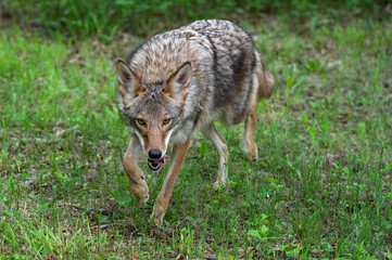 Adult Coyote (Canis latrans) Steps Forward Tongue Lolling Summer