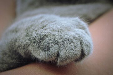 Beautiful paw