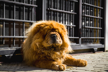 Fototapeta premium Dog chow chow breed lies on the ground pet
