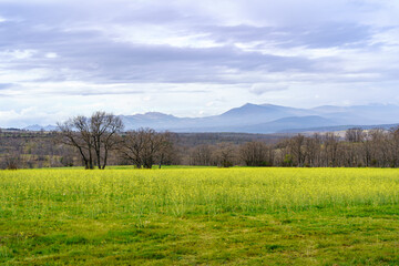 Green landscape with yellow wildflowers and mountains background with cloudy sky. Madrid.