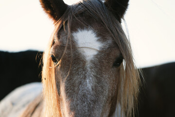 Red roan pony portrait close up with long mane and forelock hair.