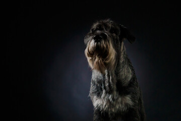 Mittelschnauzer posiuret in the studio on a black gradient background. The dog sits and looks in front of him. Close up.