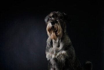 Front view of a salt and pepper colored schnauzer in the studio on a black gradient background. Close up portrait of a dog that is sitting and looking in front of him.