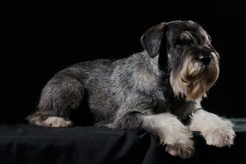 Portrait of a mittelschnauzer lying in a dark studio on a black background and on a black...