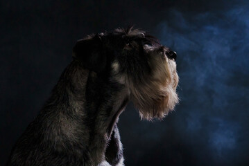 Profile portrait of a mittel schnauzer in a dark smoky studio on a black background. Close up of a dog's muzzle.