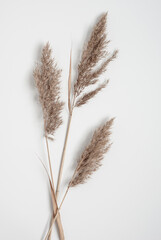 Three dry pampas grass branches flat lay on a white background