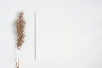 White invitation card mockup flat lay with a dry pampass grass branch