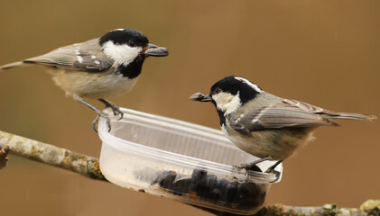 Two Coal tit  sit on a blurred brown background, in a feeder, look at each other and holding a seeds in their beak..