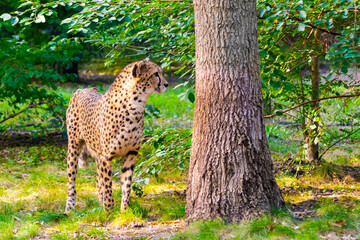 Cheetah near a tree in the green forest