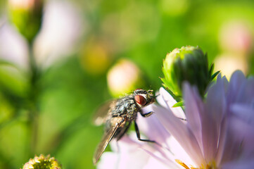 schmeißfliege auf einer Blüte im sommer