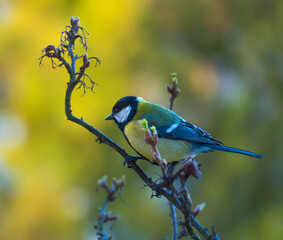 Colorful tit bird on a branch