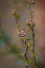 Flowering blueberry with buds in spring