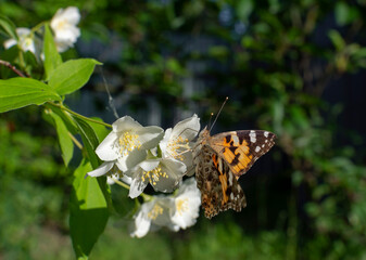 Butterfly Vanessa drinks nectar from the jasmine flower